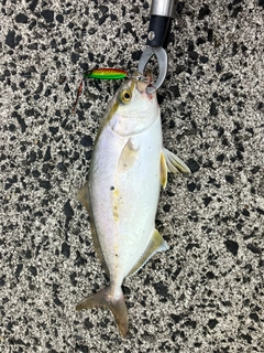 ネリゴの釣果