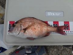 マダイの釣果