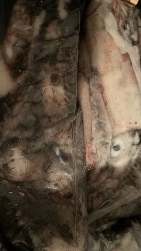 ケンサキイカの釣果