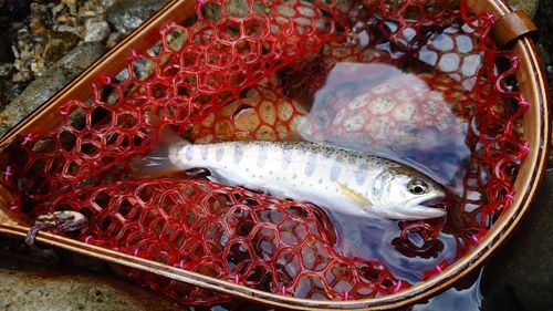 アマゴの釣果