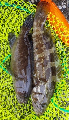 クエの釣果