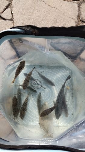 メジナの釣果