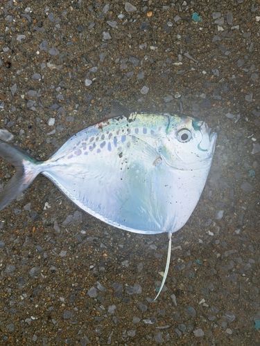 ギンカガミの釣果