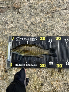 スモールマウスバスの釣果