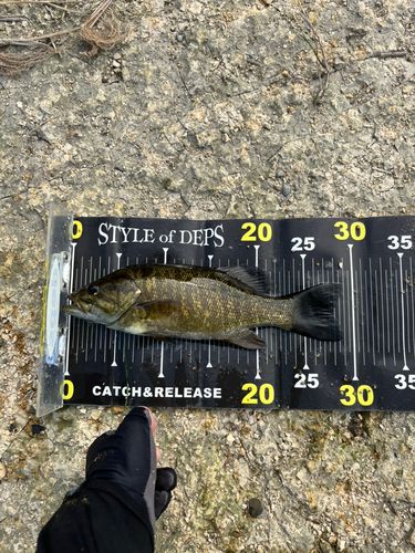 スモールマウスバスの釣果