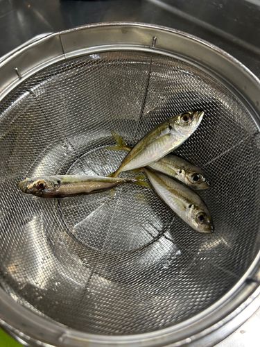 マアジの釣果