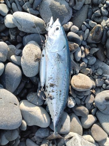 ソウダガツオの釣果