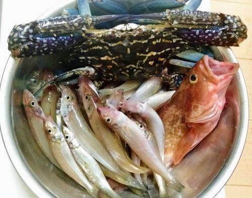 タイワンガザミの釣果