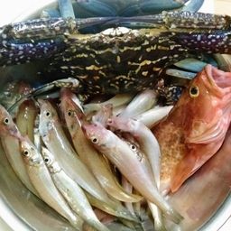 タイワンガザミ