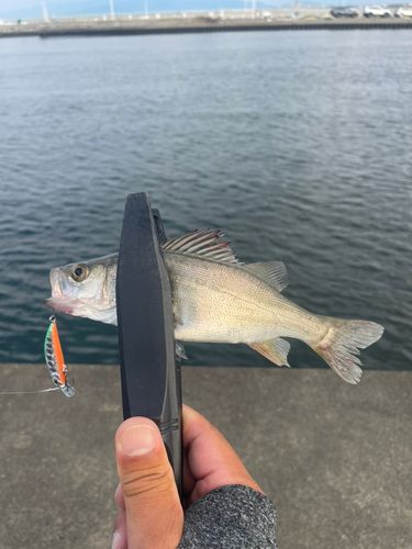 セイゴ（マルスズキ）の釣果