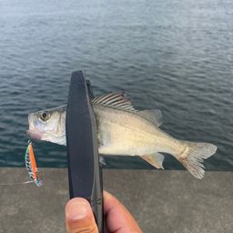 セイゴ（マルスズキ）