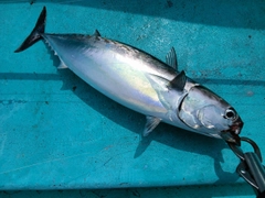 マルソウダの釣果