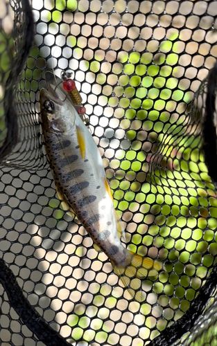 ヤマメの釣果