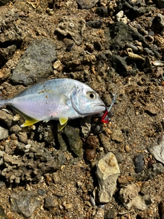 メッキの釣果