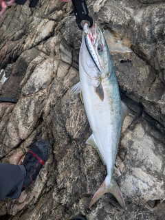 メジロの釣果