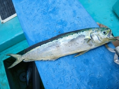 シイラの釣果