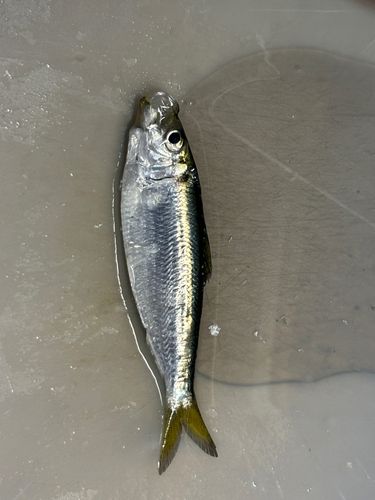 ママカリの釣果