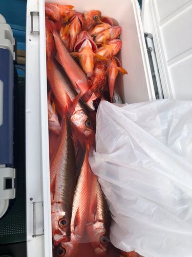 アヤメカサゴの釣果