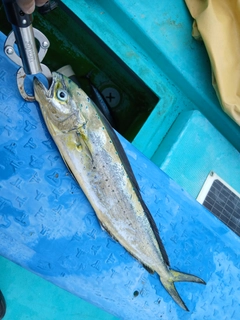 シイラの釣果
