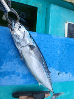 マルソウダの釣果