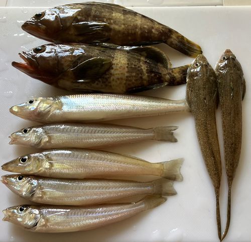 キスの釣果
