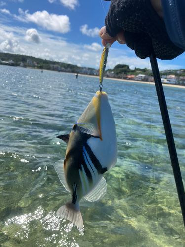 ムラサメモンガラの釣果