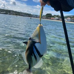 ムラサメモンガラ