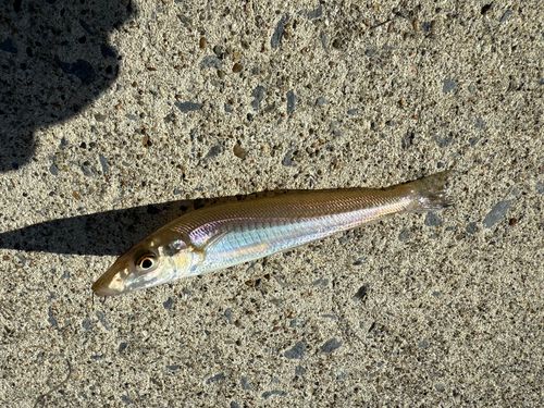 キスの釣果