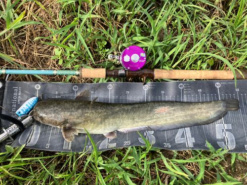 ナマズの釣果