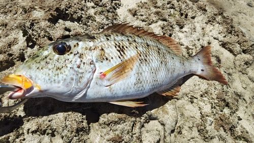 ムネアカクチビの釣果