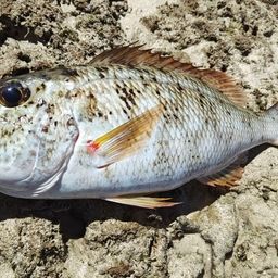 ムネアカクチビ