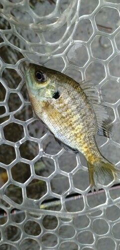 ブルーギルの釣果