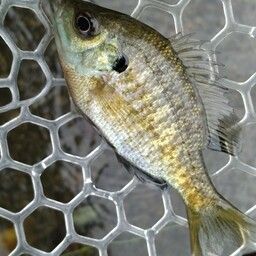 ブルーギル
