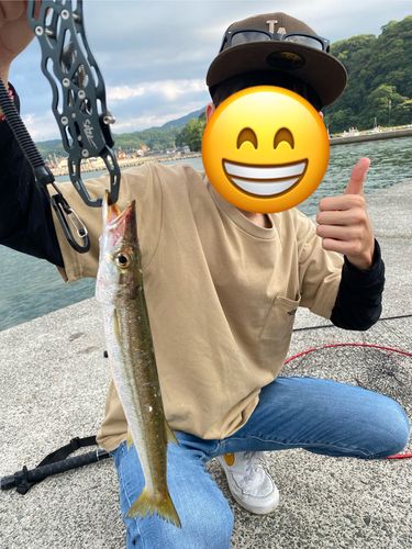 アカカマスの釣果