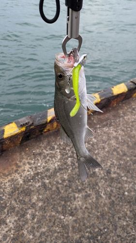 セイゴ（マルスズキ）の釣果