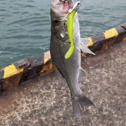 セイゴ（マルスズキ）