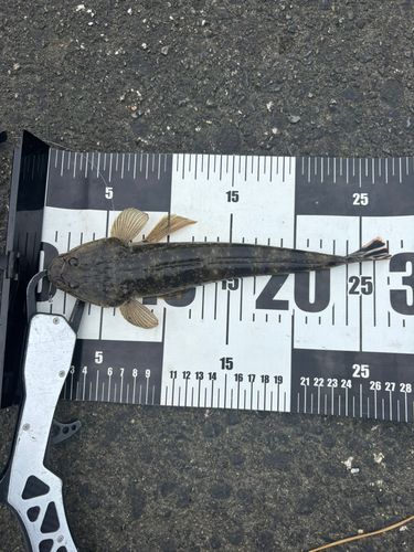 マゴチの釣果