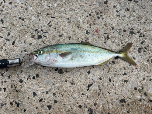 ツバスの釣果