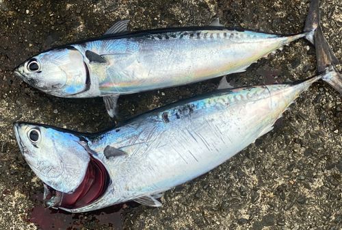 メジカの釣果