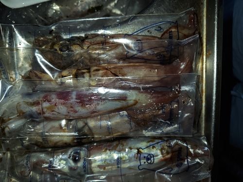 イカの釣果