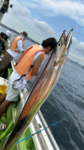 タチウオの釣果