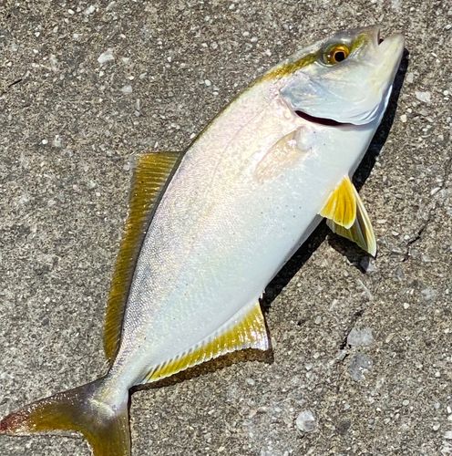 シオの釣果