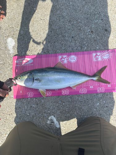 イナダの釣果