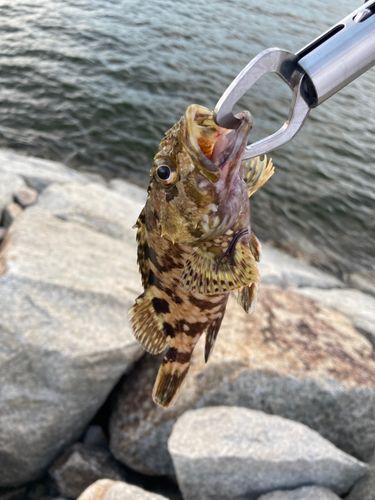 カサゴの釣果