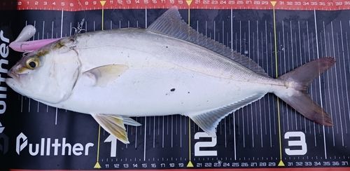 ショゴの釣果