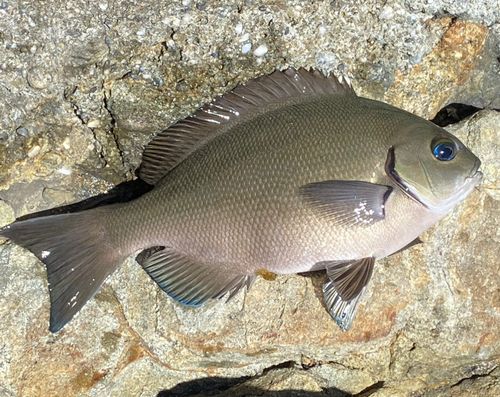 オナガグレの釣果