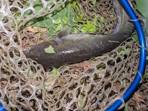 マナマズの釣果