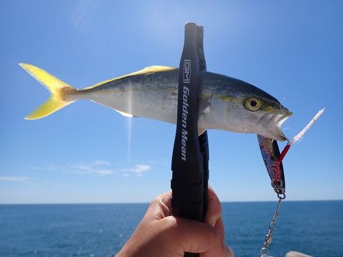 コゾクラの釣果