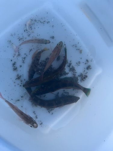 クロホシイシモチの釣果