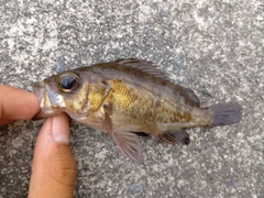 メバルの釣果